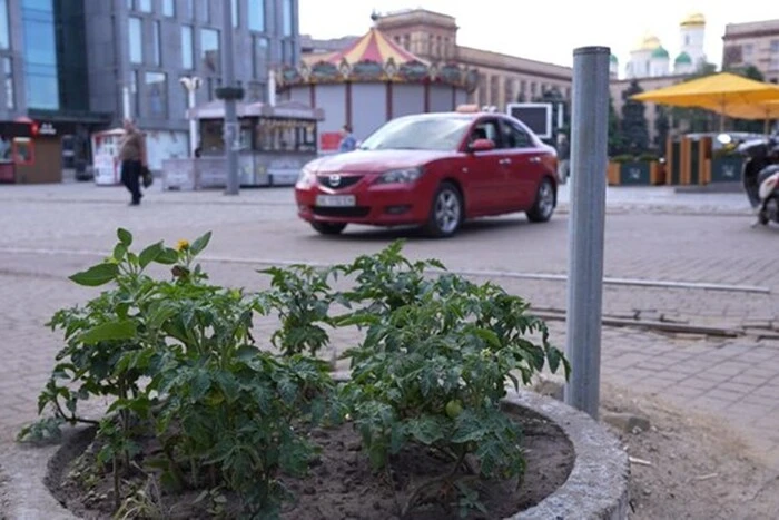 Дніпрянин посадив на клумбах у центрі міста помідори, щоб побороти неприємну проблему