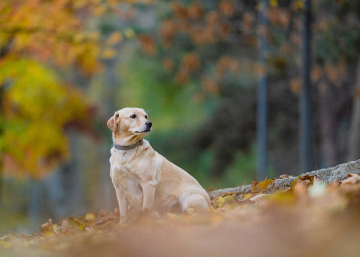 Чи буде похолодання: синоптик спрогнозував початок листопада