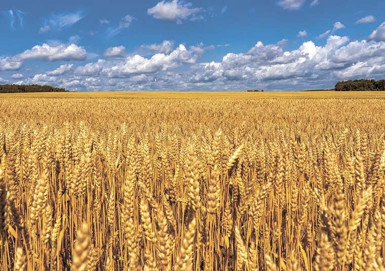Майже 1,2 мільярда гривень річної суборендної плати — результати двох років торгів Земельного банку в системі Прозорро.Продажі